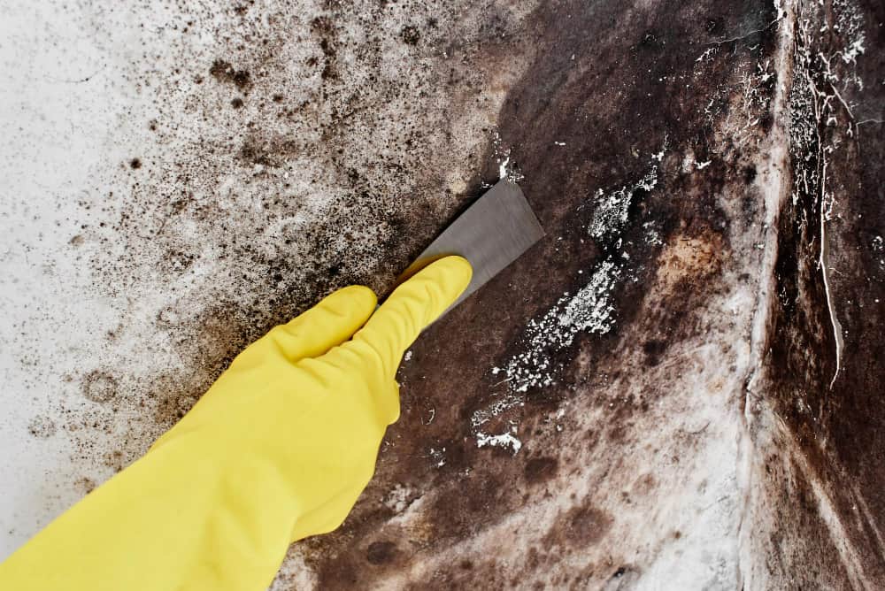 Can you stay in a house with black mold?